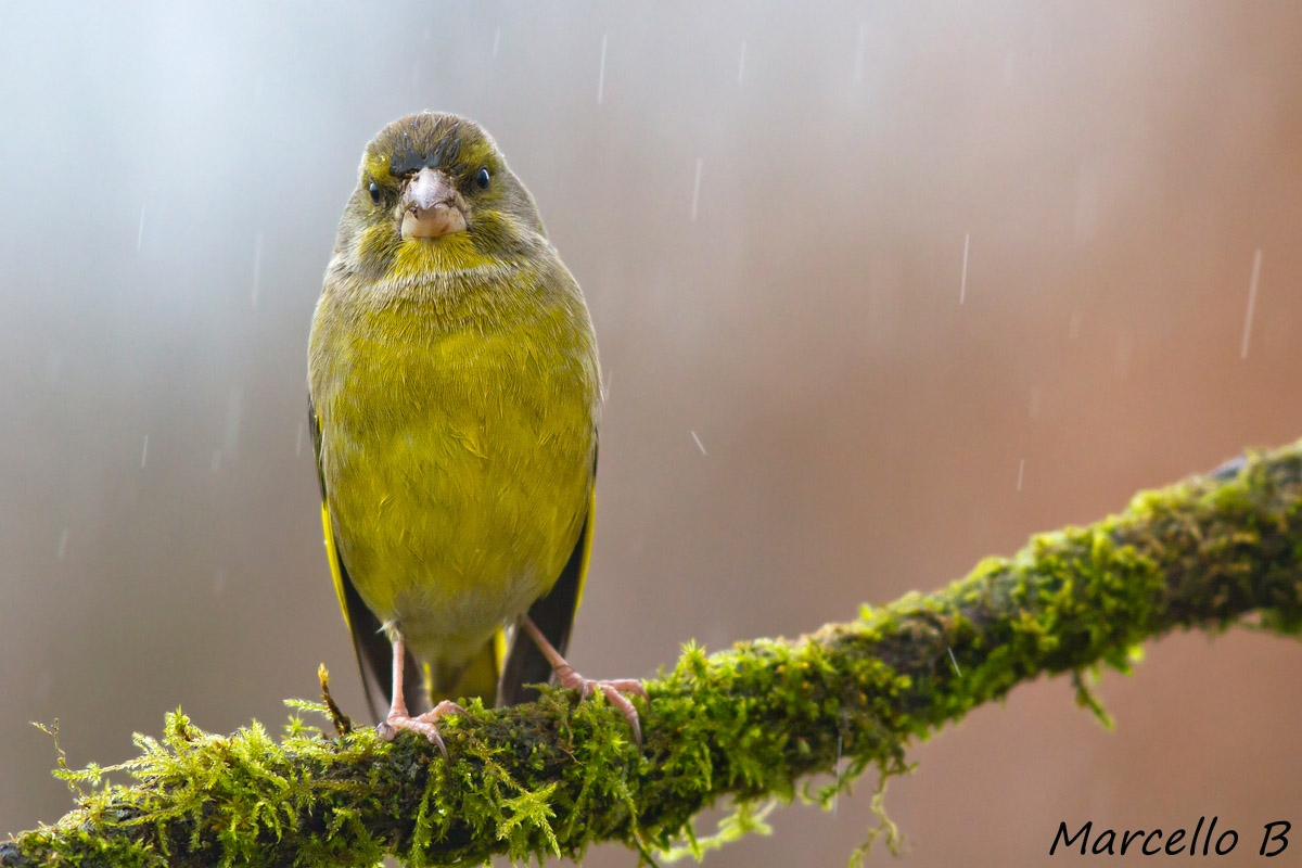 Ma smetter� di piovere ??? ( Verdone )